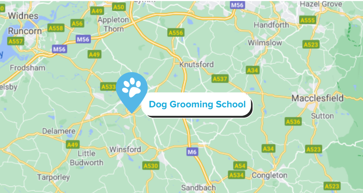 Introduction to Dog Grooming | Stonebridge Associated Colleges